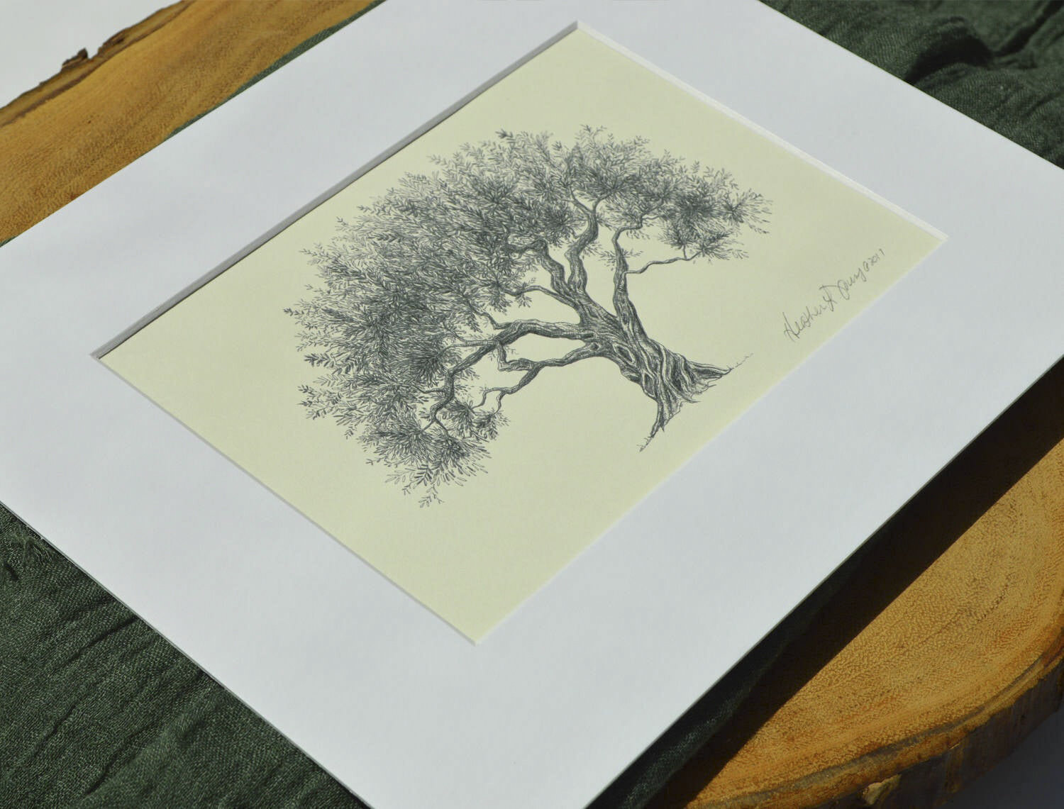 Olive Tree Pen and Ink Drawing - Fine Art Print by Heather L